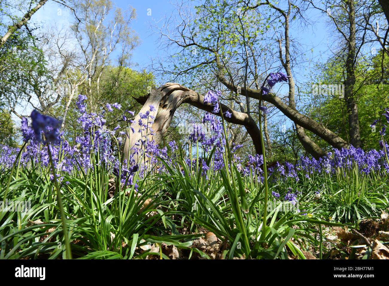 Fiori Bluebell nei boschi presso Ashridge Estate Berkhamsted Herts UK Foto Stock