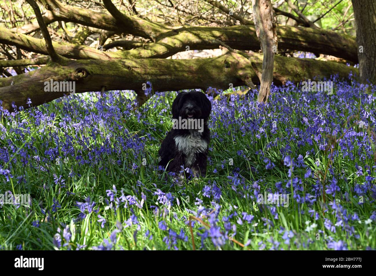 Fiori Bluebell nei boschi presso Ashridge Estate Berkhamsted Herts UK Foto Stock