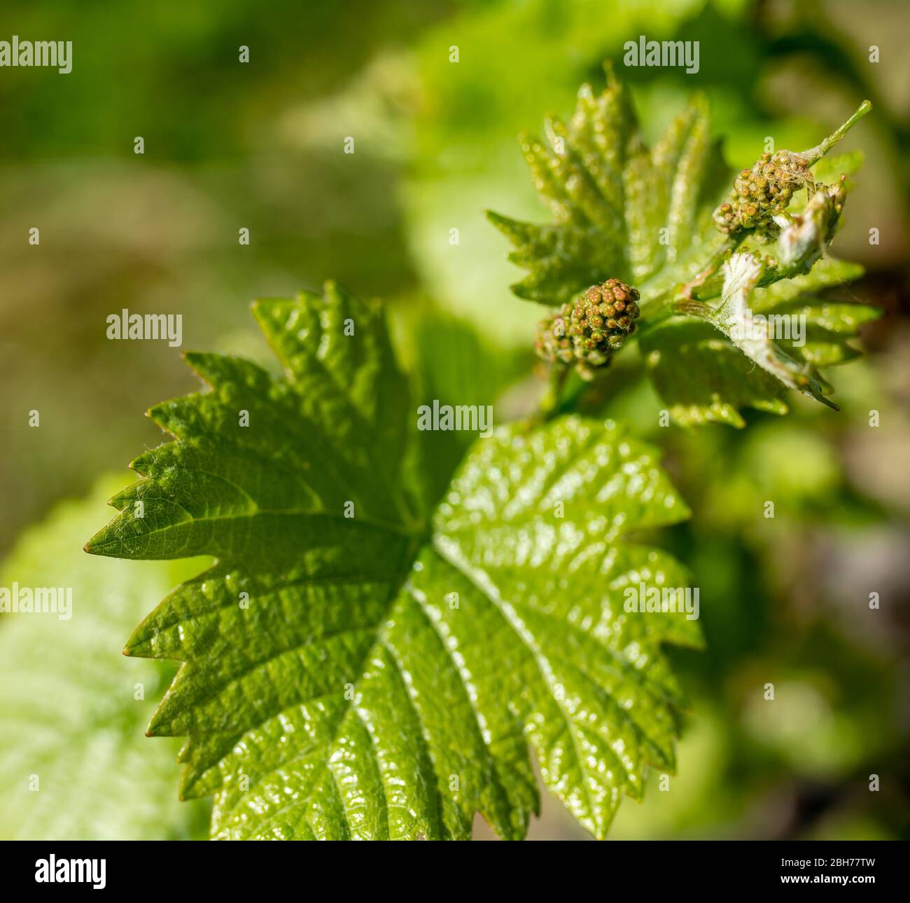 Giovani infiorescenza di uva sulla vite di close-up. Vitigno con giovani foglie e germogli blooming su un vitigno nella vigna. Primavera gemme germogliano Foto Stock