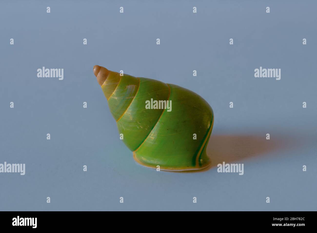 Guscio di chiocciola verde. Pacific Seashell Foto Stock