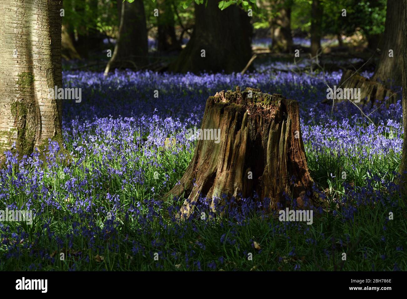 Fiori Bluebell nei boschi presso Ashridge Estate Berkhamsted Herts UK Foto Stock