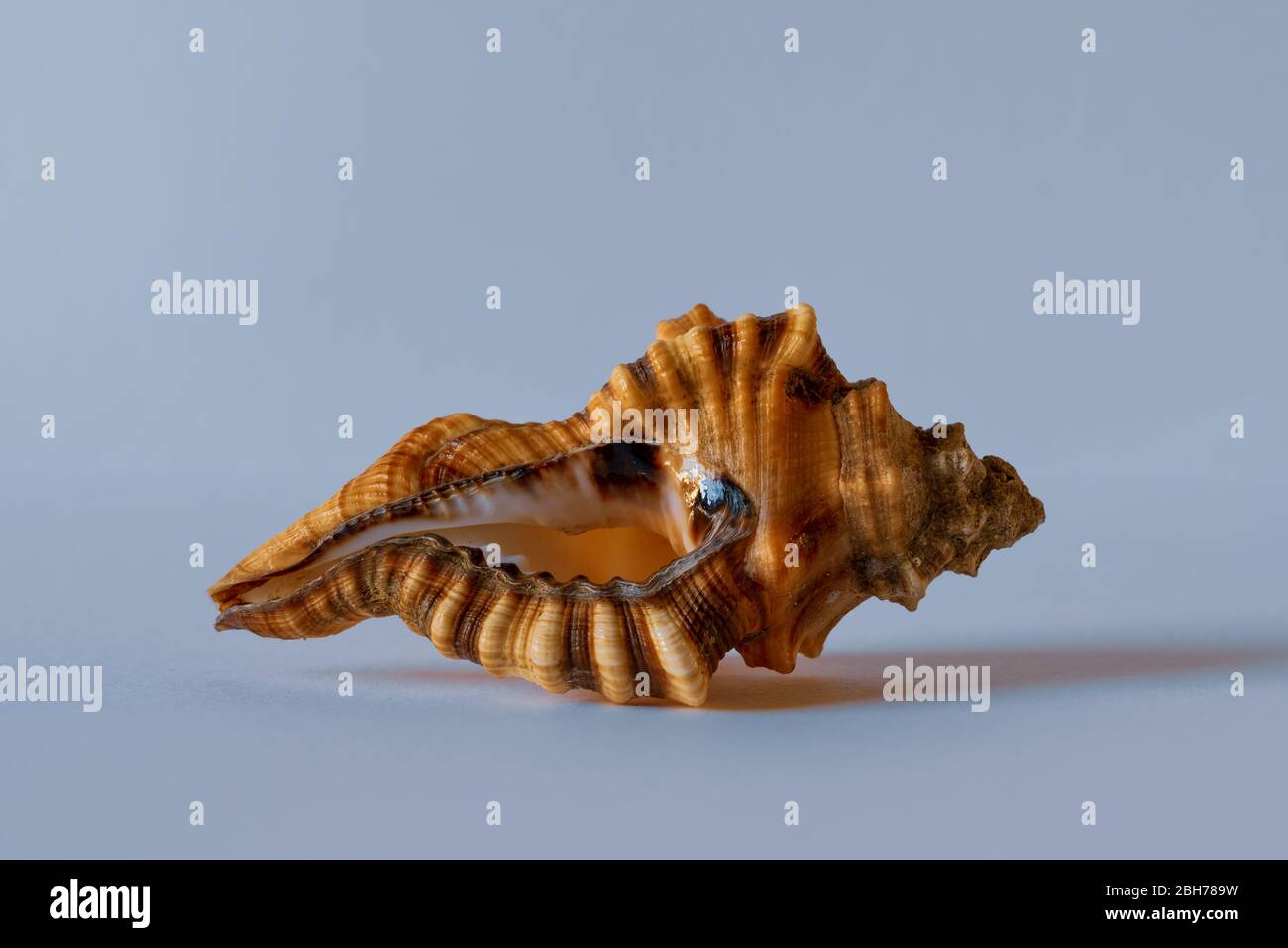 Lotorium Triton. Custodia Triton pelosa. Pacific Seashell Foto Stock