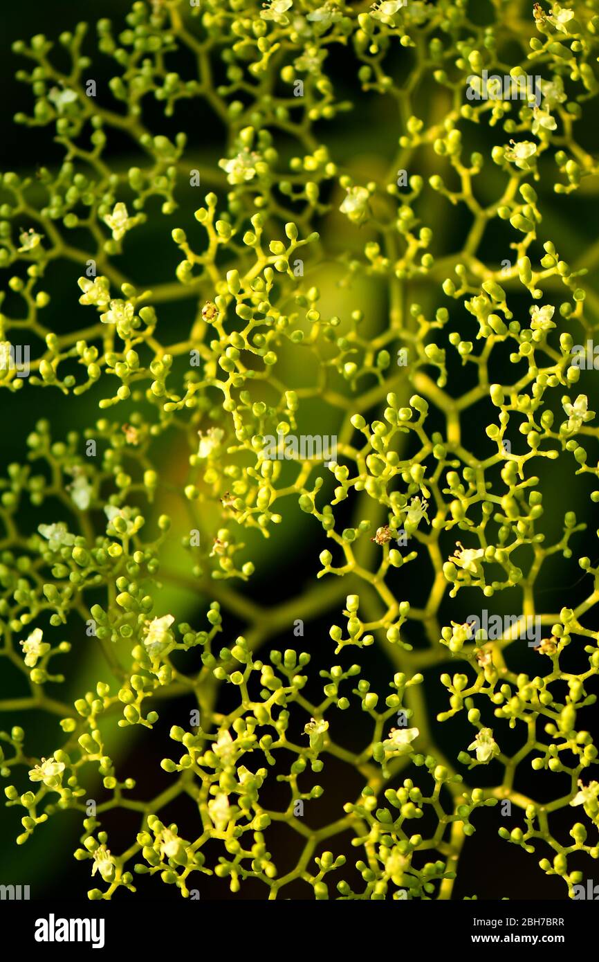 Verde lascia modelli di natura per sfondo e carta da parati. Foto Stock