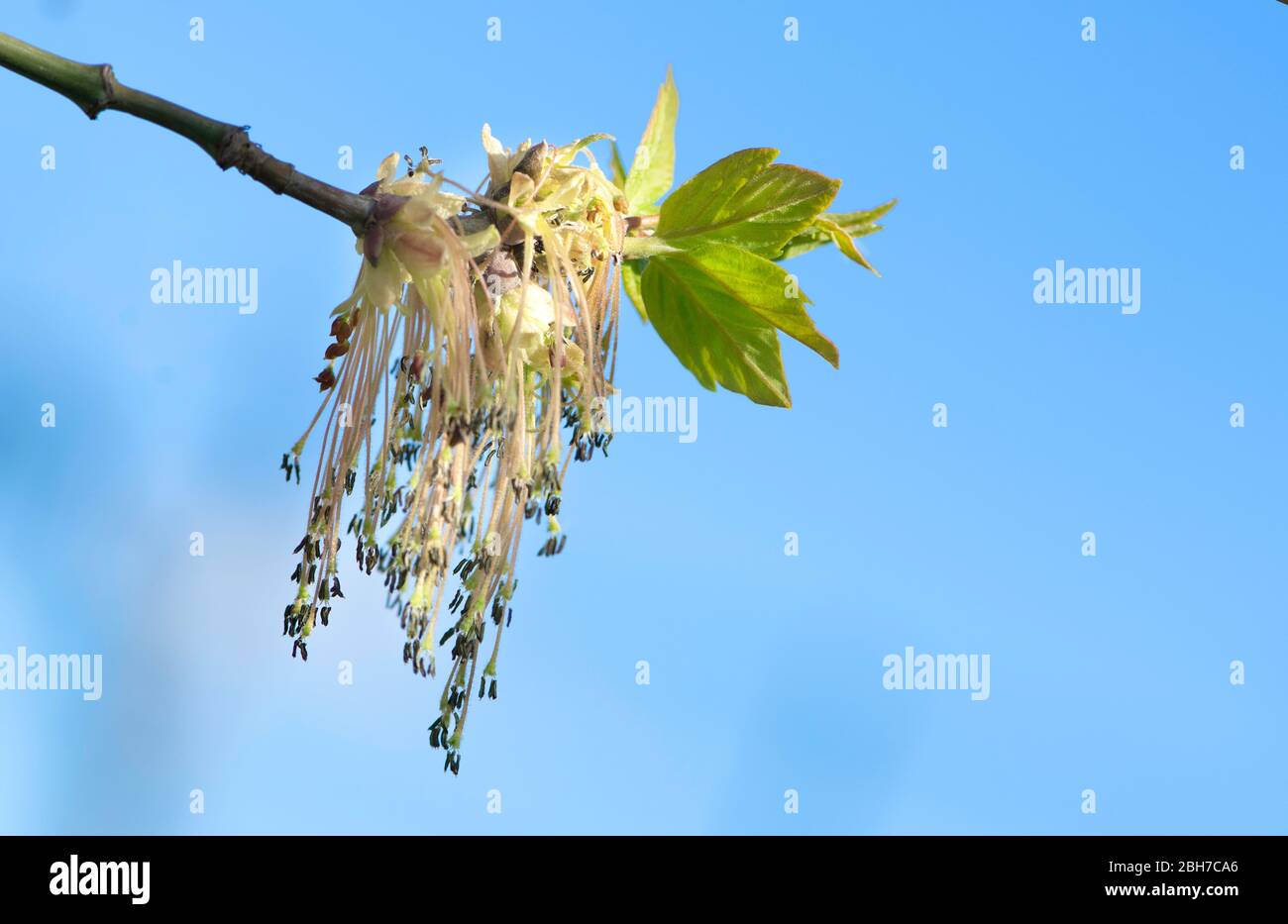 Alberi che iniziano a crescere in primavera. Foglie verdi nel mese di aprile. Natura in primavera. Primavera background.First foglie cominciando a crescere primavera precoce Foto Stock