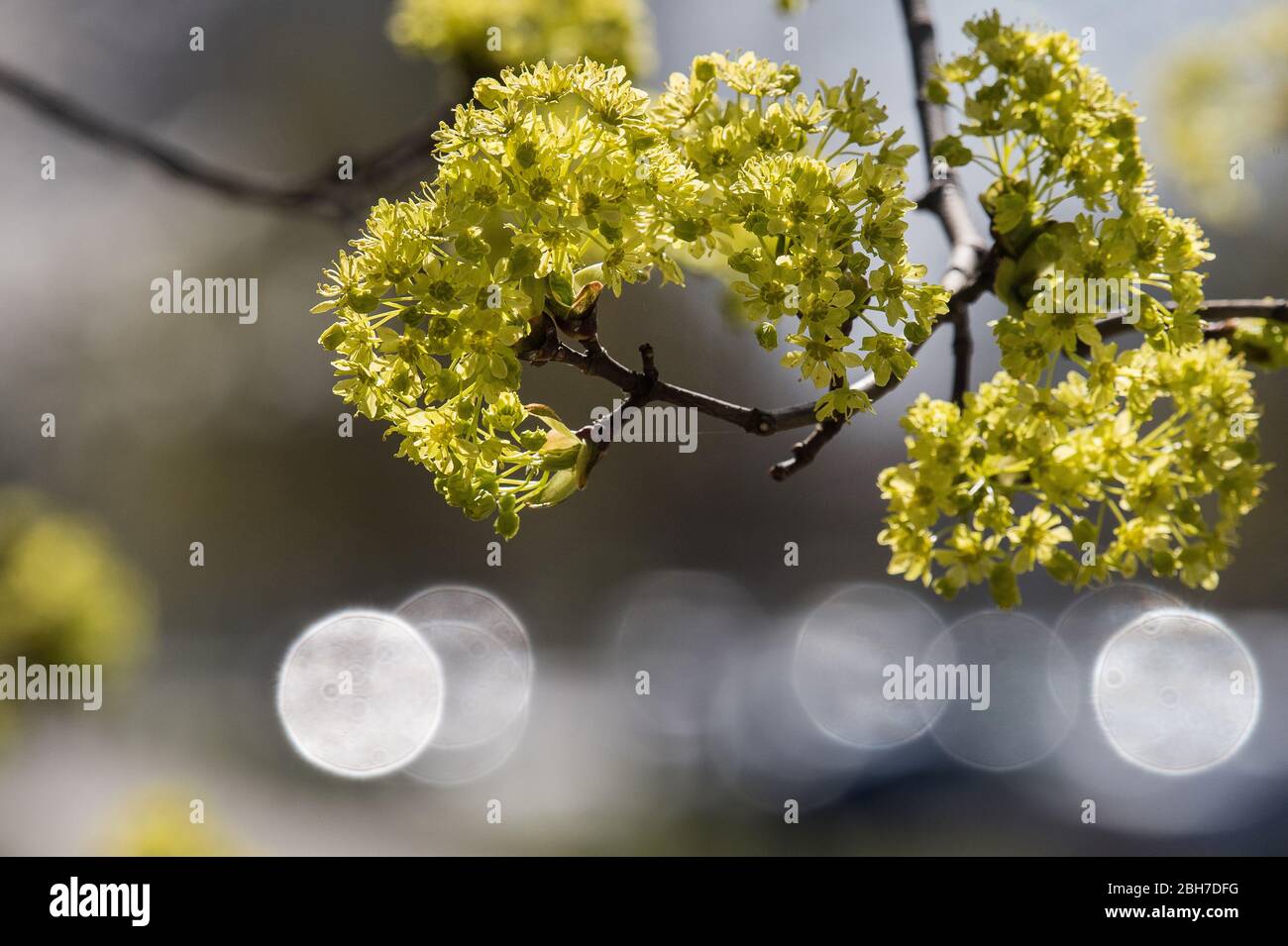 2020 04 23. Albero di acero fiorisce in primavera, Lituania. Foto Stock