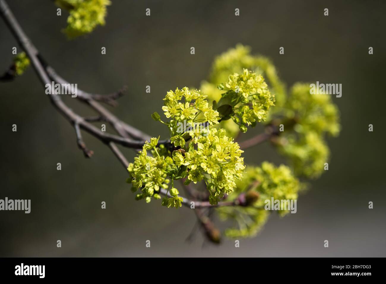 2020 04 23. Albero di acero fiorisce in primavera, Lituania. Foto Stock