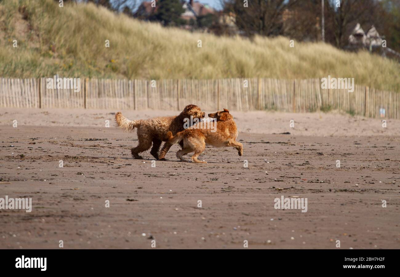 Dundee, Tayside, Scozia, Regno Unito. 24 Aprile 2020. UK Weather: Caldo sole mattina a Dundee anche se un po 'più fresco sulla costa con la temperatura massima 15°C. I proprietari di cani che esercitano i loro cani lungo la spiaggia di Broughy Ferry durante le restrizioni di blocco di Coronavirus. Due cani (Labrador a pelo lungo e Labradoodle australiano) che giocano insieme sulla spiaggia di sabbia. Credit: Dundee Photographics/Alamy Live News Foto Stock