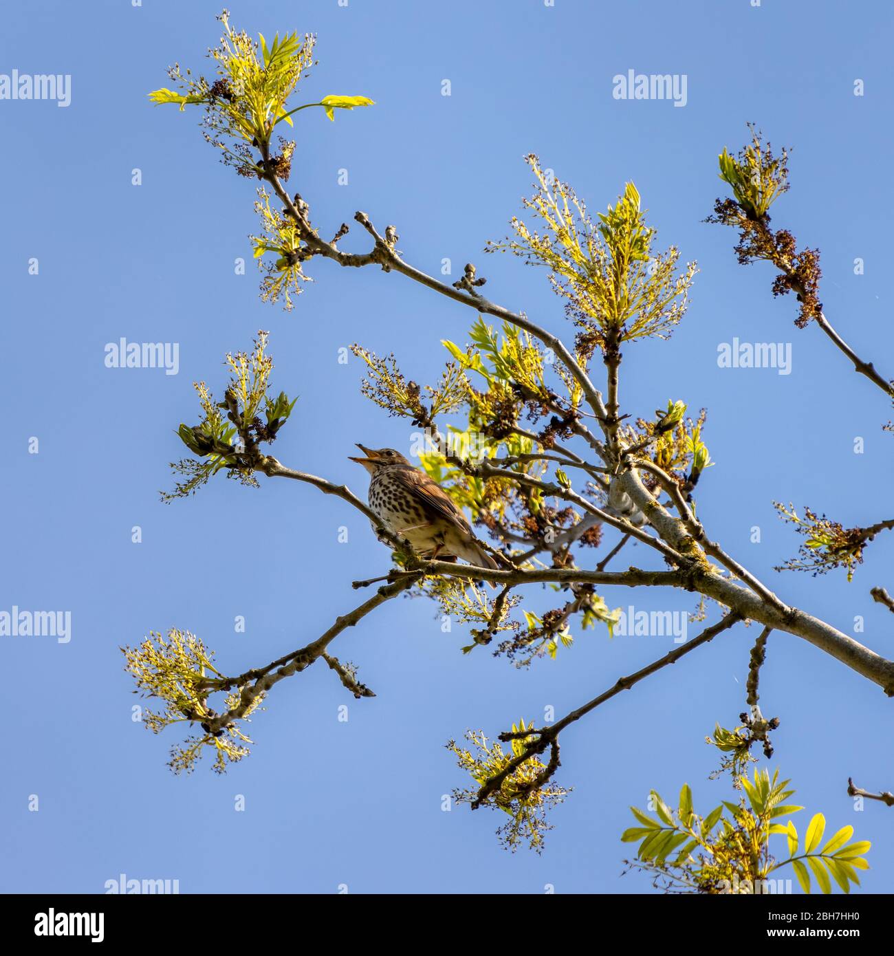 Canzone Thrush (Turdus philomelos) arroccato in un albero godendo del sole primaverile Foto Stock