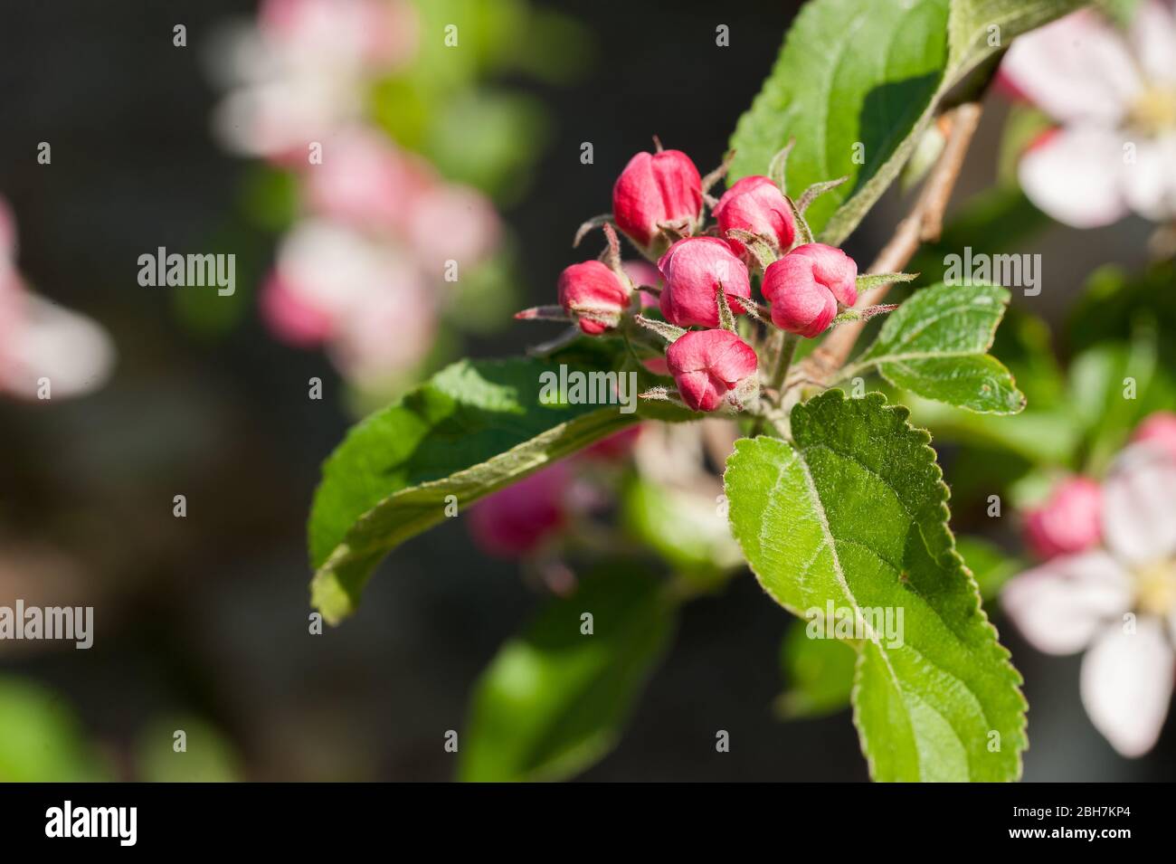 fiore di mele in primavera Foto Stock