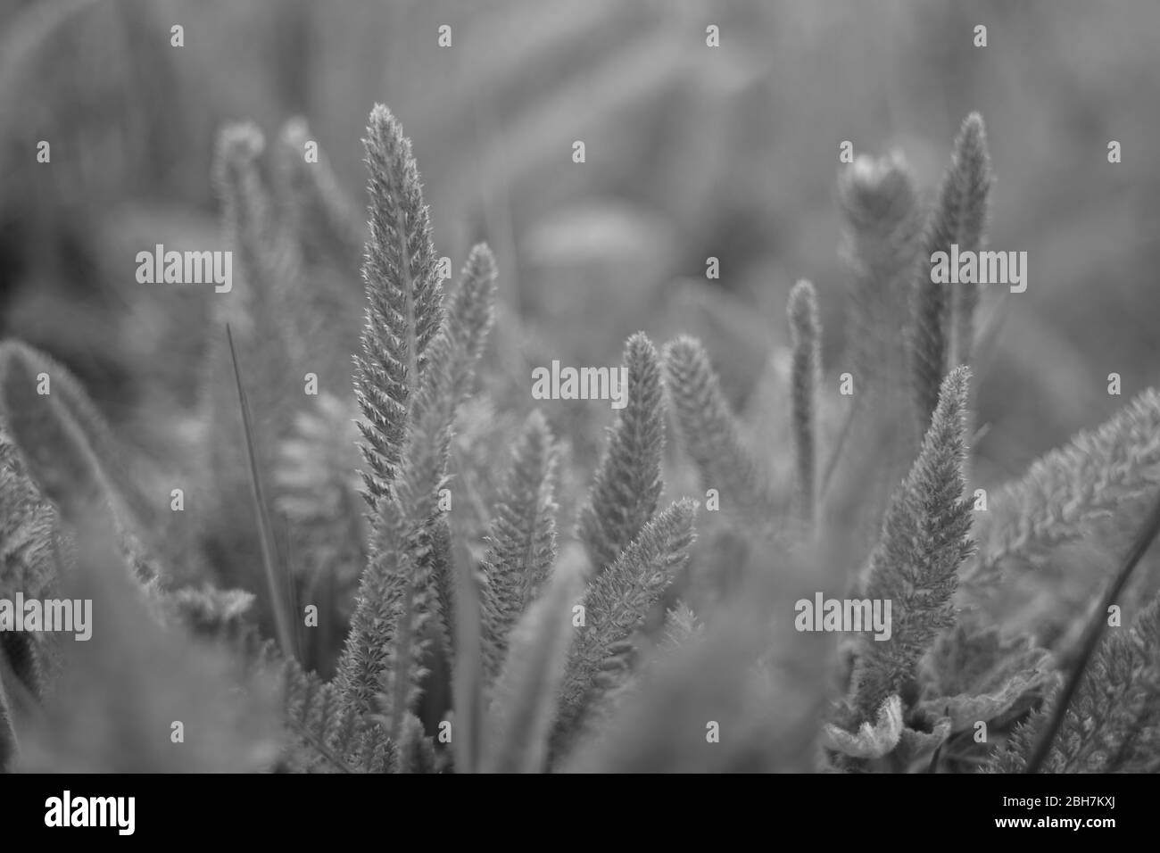 Yarrow erba cresce in un campo primaverile, vista laterale, primo piano. Pianta erbacea perenne. Foto BW Foto Stock