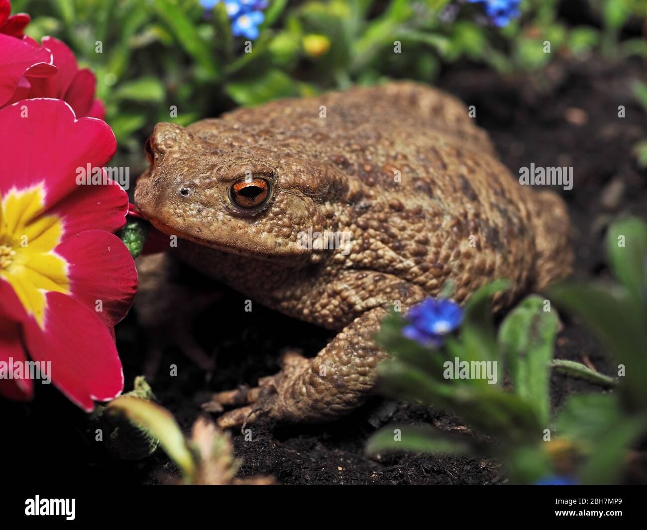 Rospo comune anfibio (bufo bufo) Foto Stock