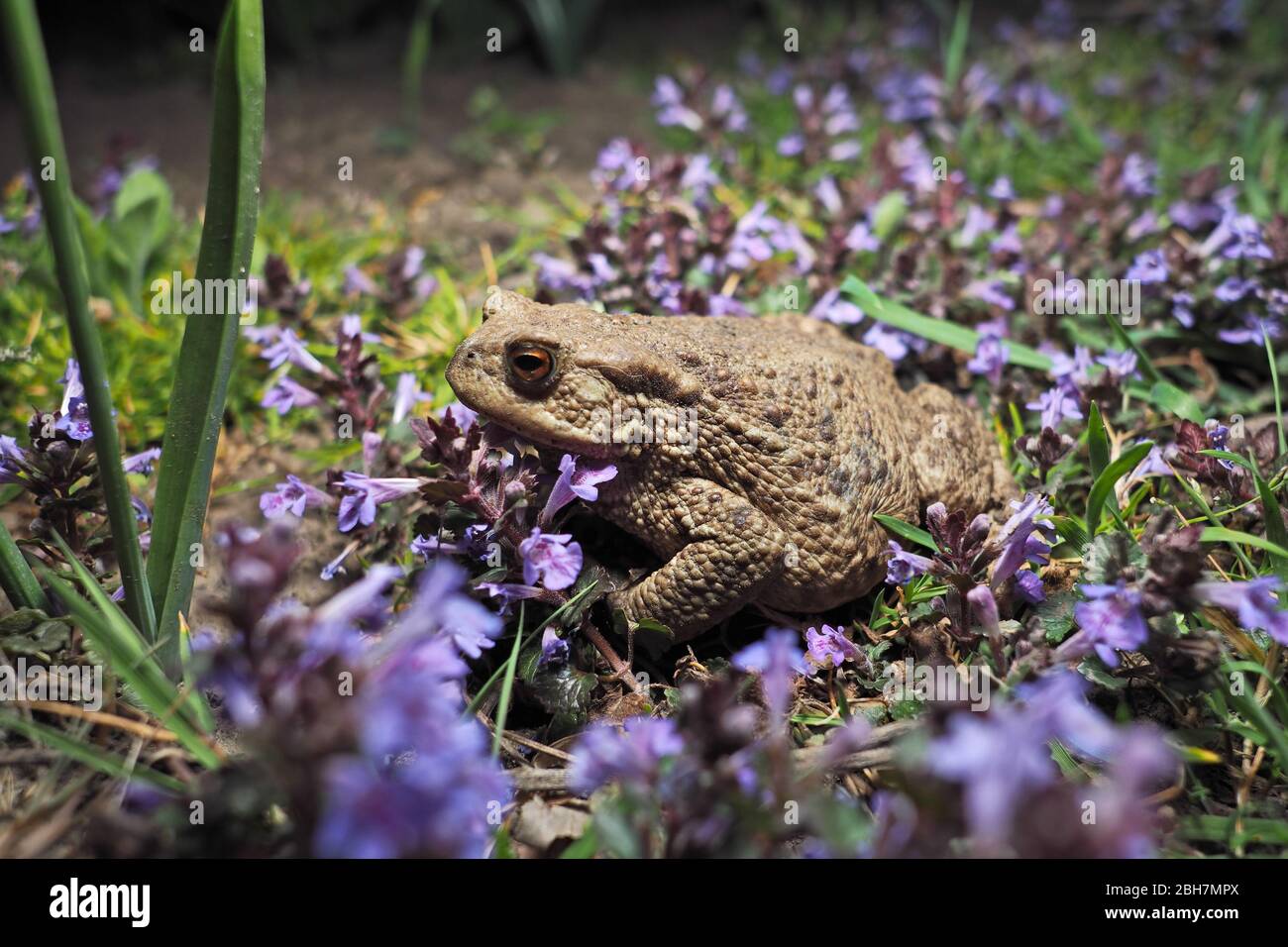 Rospo comune anfibio (bufo bufo) Foto Stock