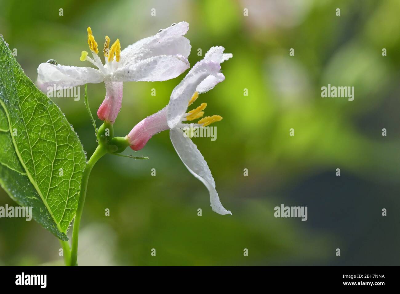 Rosa honeysuckle con foglie in giardino Foto Stock