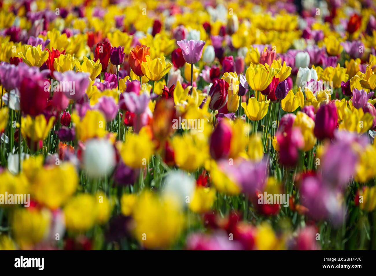 Colorato campo di tulipani, Tulip Fest, scarpe di legno Tulip Farm, Woodburn, vicino a Portland, Oregon, Stati Uniti d'America Foto Stock