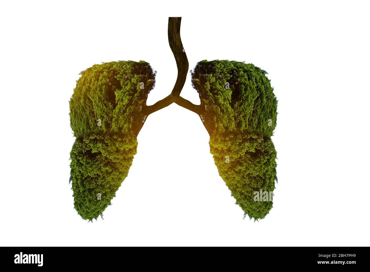 Illustrazione dell'albero polmonare (ambiente e medicina) Foto Stock