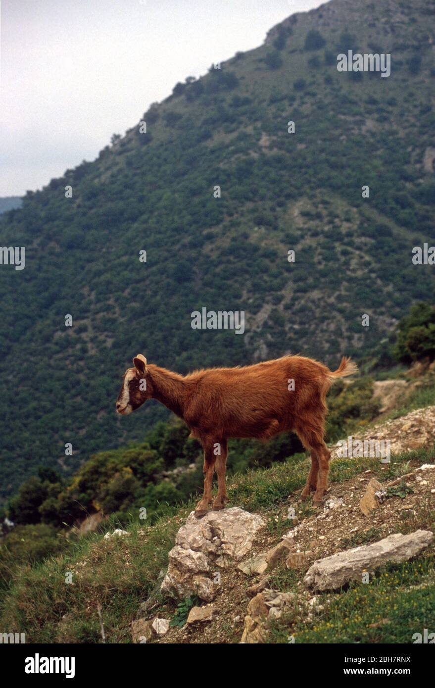 Capretto giovane pascolo nelle montagne di Epiro, Grecia Foto Stock