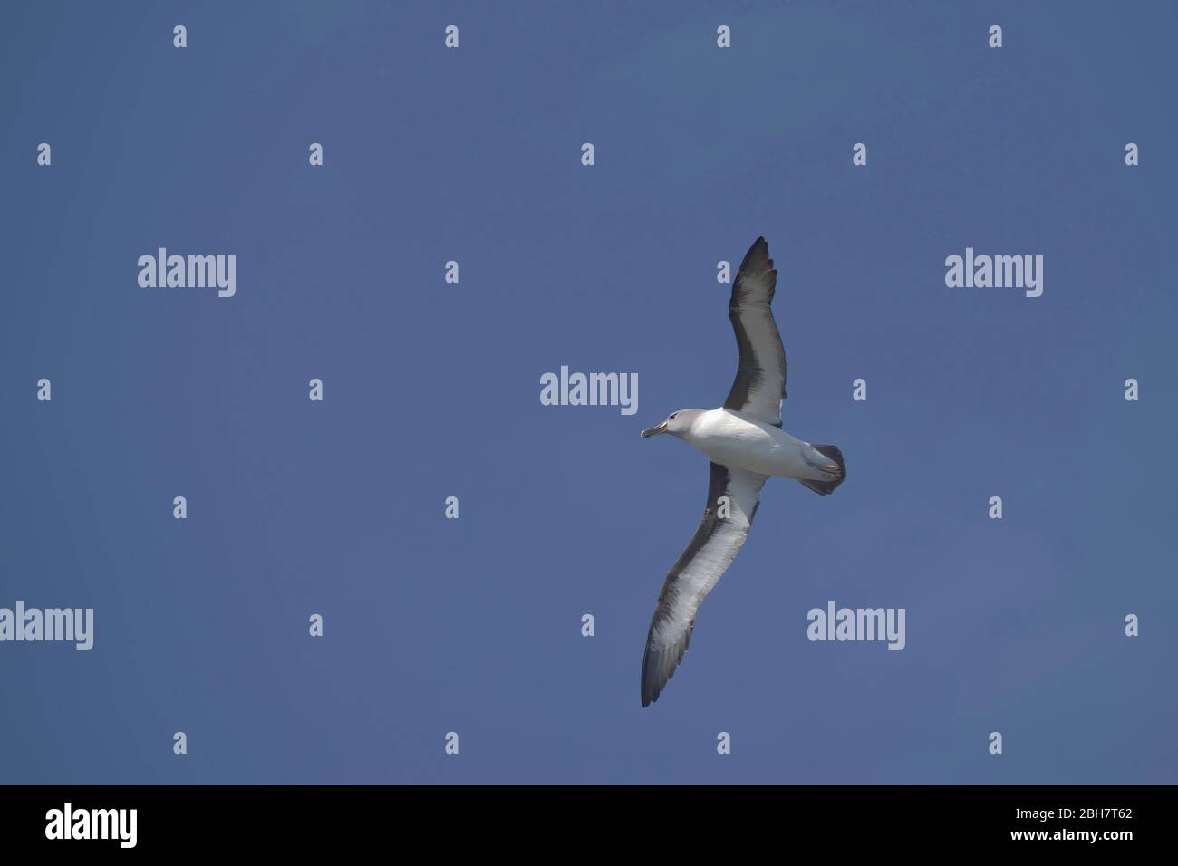 Albatross (Thalassarche chrisostoma) in volo, Elsehul Bay, South Georgia Island, Antartico Foto Stock