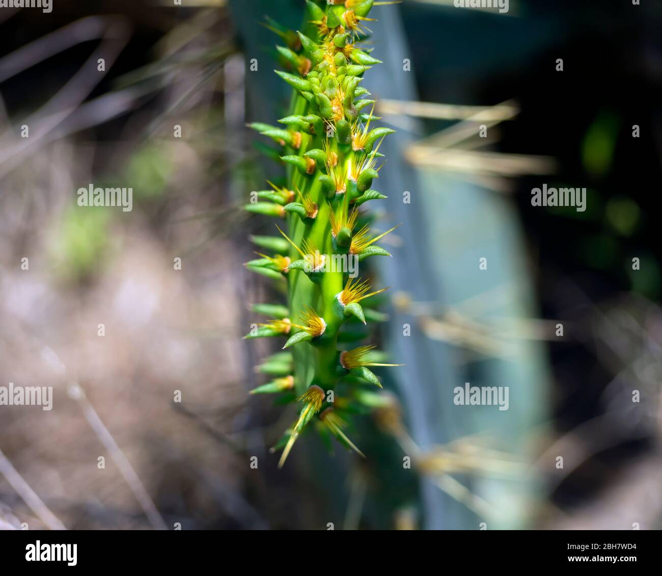Un primo piano delle spine sul bordo del pad di un cactus Opuntia o Prickly Pear. Foto Stock