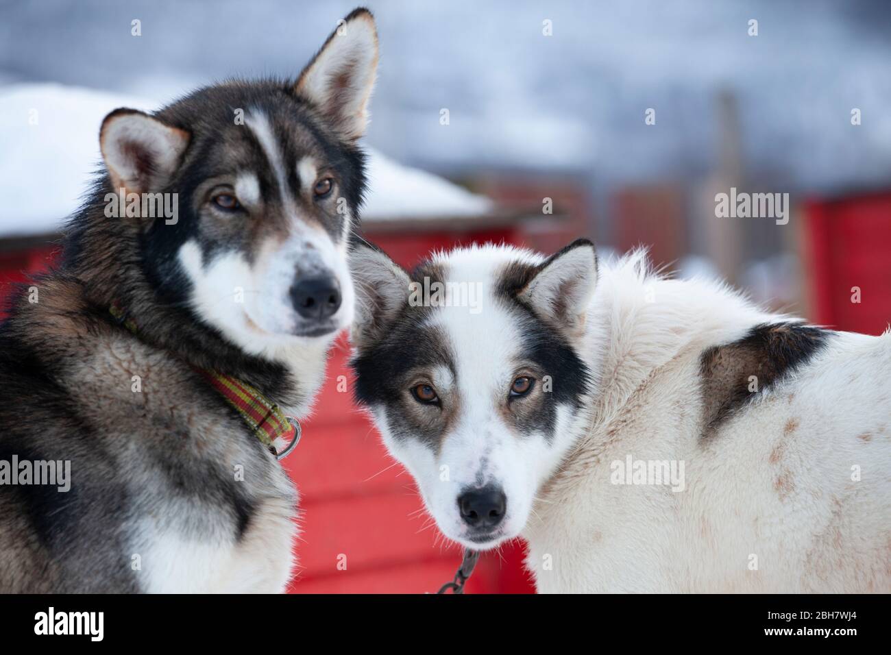 Ritratto animale di cani da slitta Husky nel nord della Norvegia Foto Stock