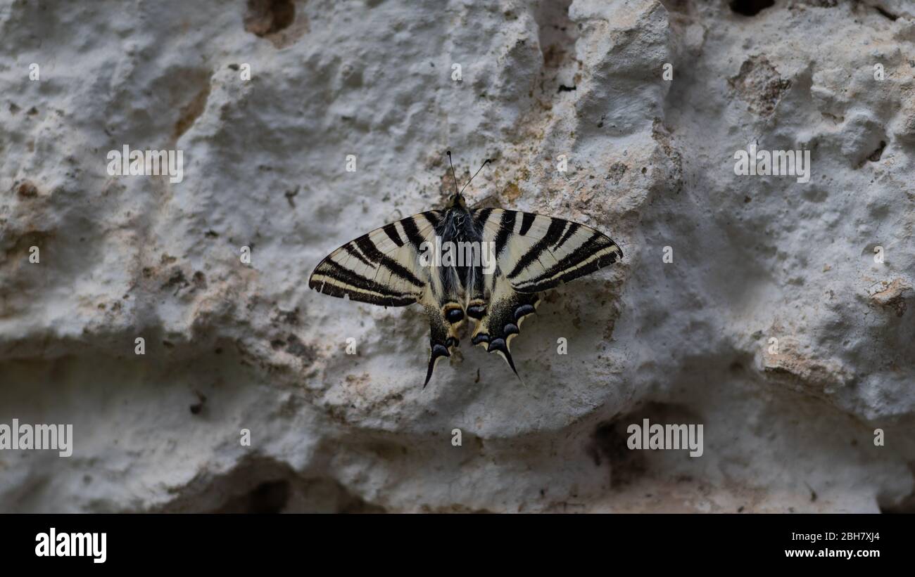 Impressionante farfalla appollaiata sulla parete in vista profilo. Farfalla con ali grandi di colore giallo bianco e nero. Foto Stock