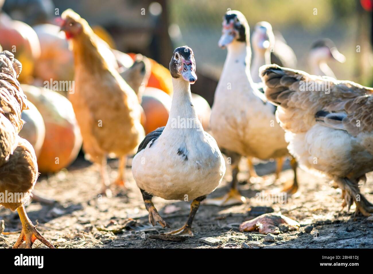 Anatre alimentano su barnyard rurale tradizionale. Particolare di una testa d'anatra. Primo piano di uccelli acquatici in piedi sul cortile fienile. Concetto di allevamento di pollame di gamma libera. Foto Stock