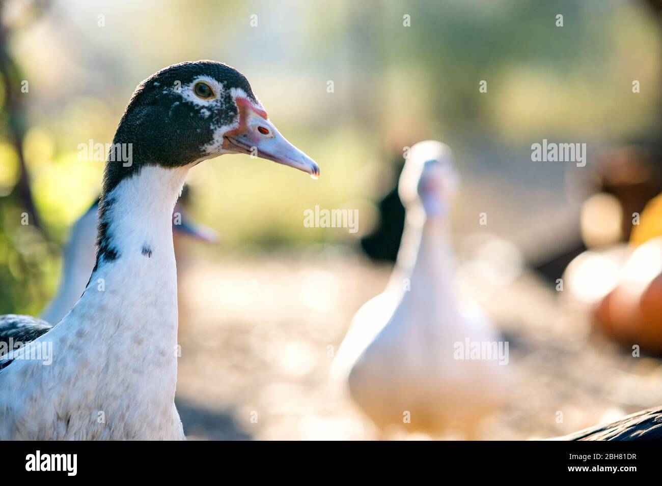 Particolare di una testa d'anatra. Anatre alimentano su barnyard rurale tradizionale. Primo piano di uccelli acquatici in piedi sul cortile fienile. Concetto di allevamento di pollame di gamma libera. Foto Stock