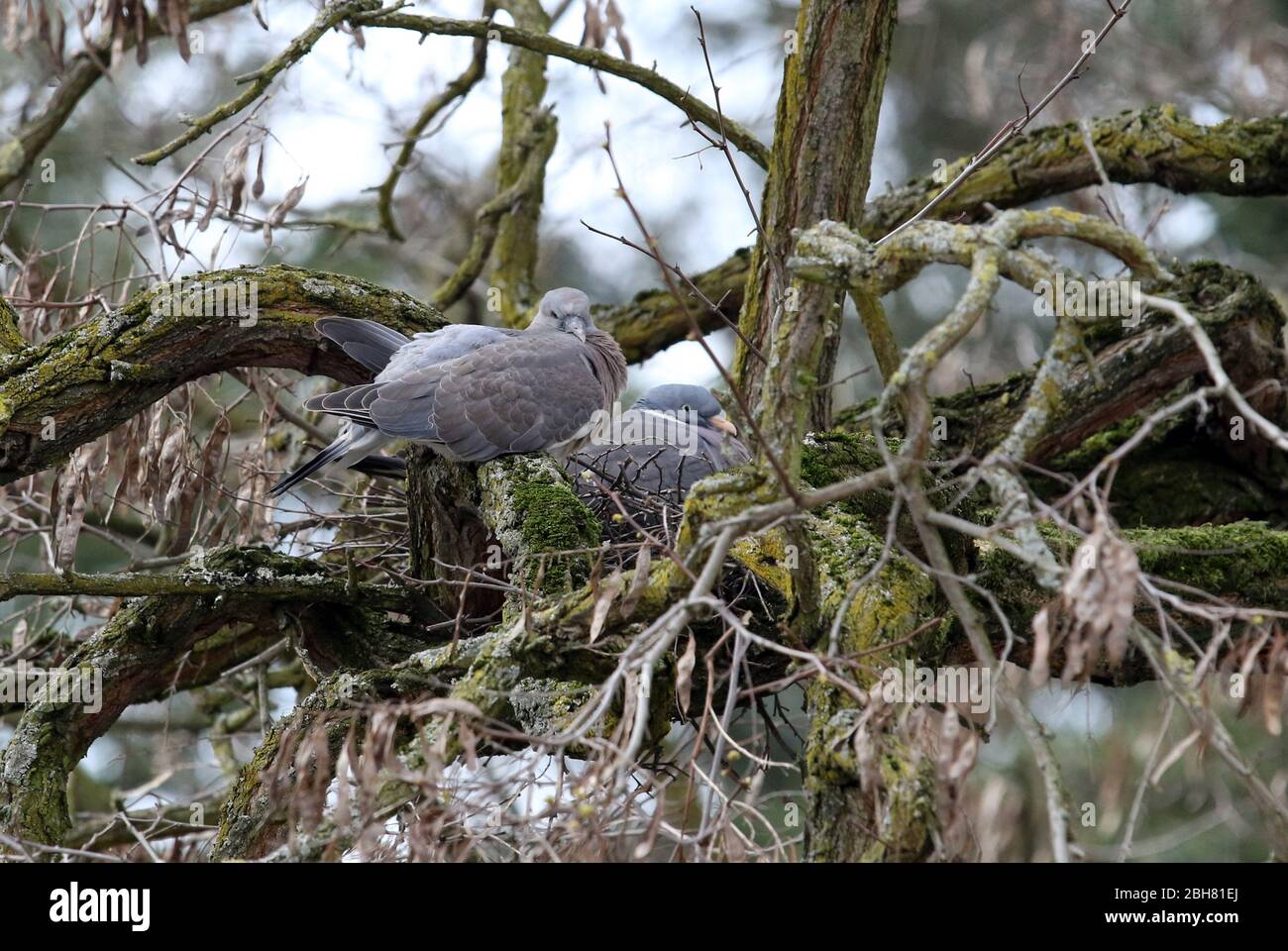 15.04.2020, Berlino, , Germania - il legno comune-Pigeon siede con la sua prole su un ramo nel nido. 00S200415D798CAROEX.JPG [VERSIONE DEL MODELLO: NON APPLICO Foto Stock