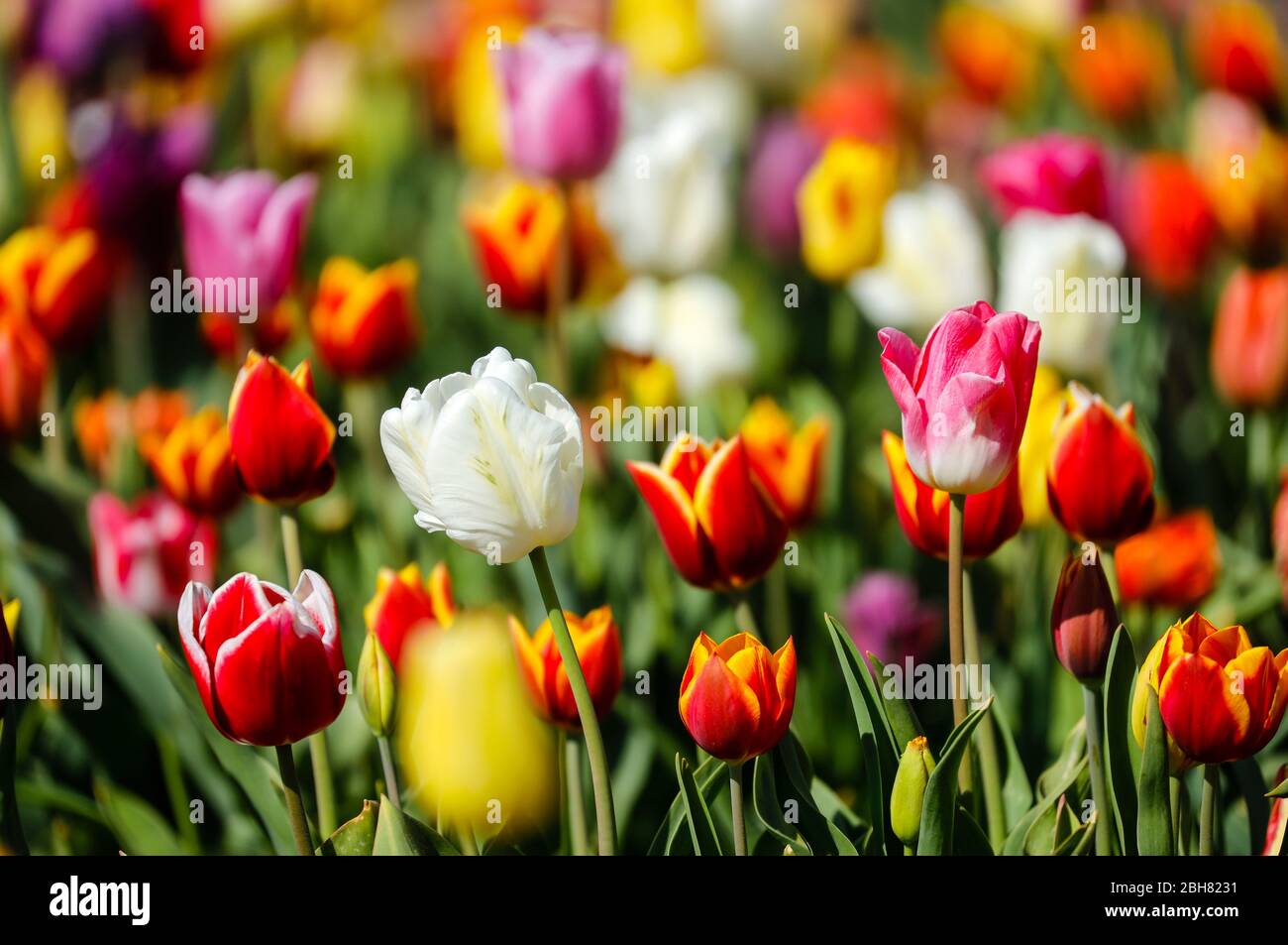 15.04.2020, Grevenbroich, Renania settentrionale-Vestfalia, Germania - tulipani colorati fioriscono in un campo di tulipano. 00X200415D007CAROEX.JPG [VERSIONE MODELLO: NO Foto Stock