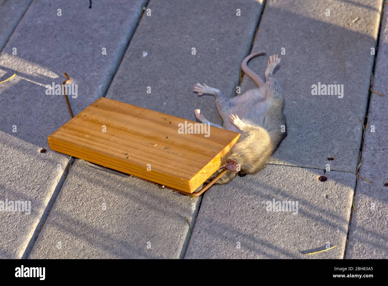 Un Pack Rat nativo dell'Arizona catturato in una trappola. Foto Stock