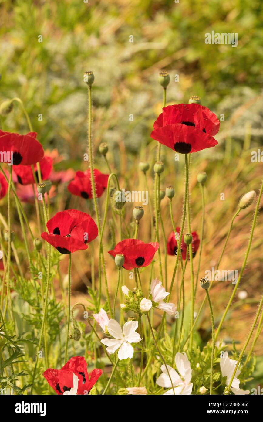 Papaver commutatum Ladybird papaveri rossi e gerani perenni bianchi in un giardino inglese Foto Stock
