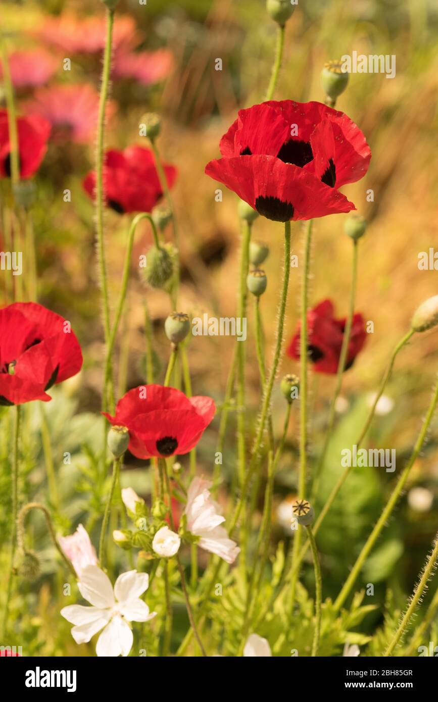 Papaver commutatum Ladybird papaveri rossi e gerani perenni bianchi in un giardino inglese; Foto Stock