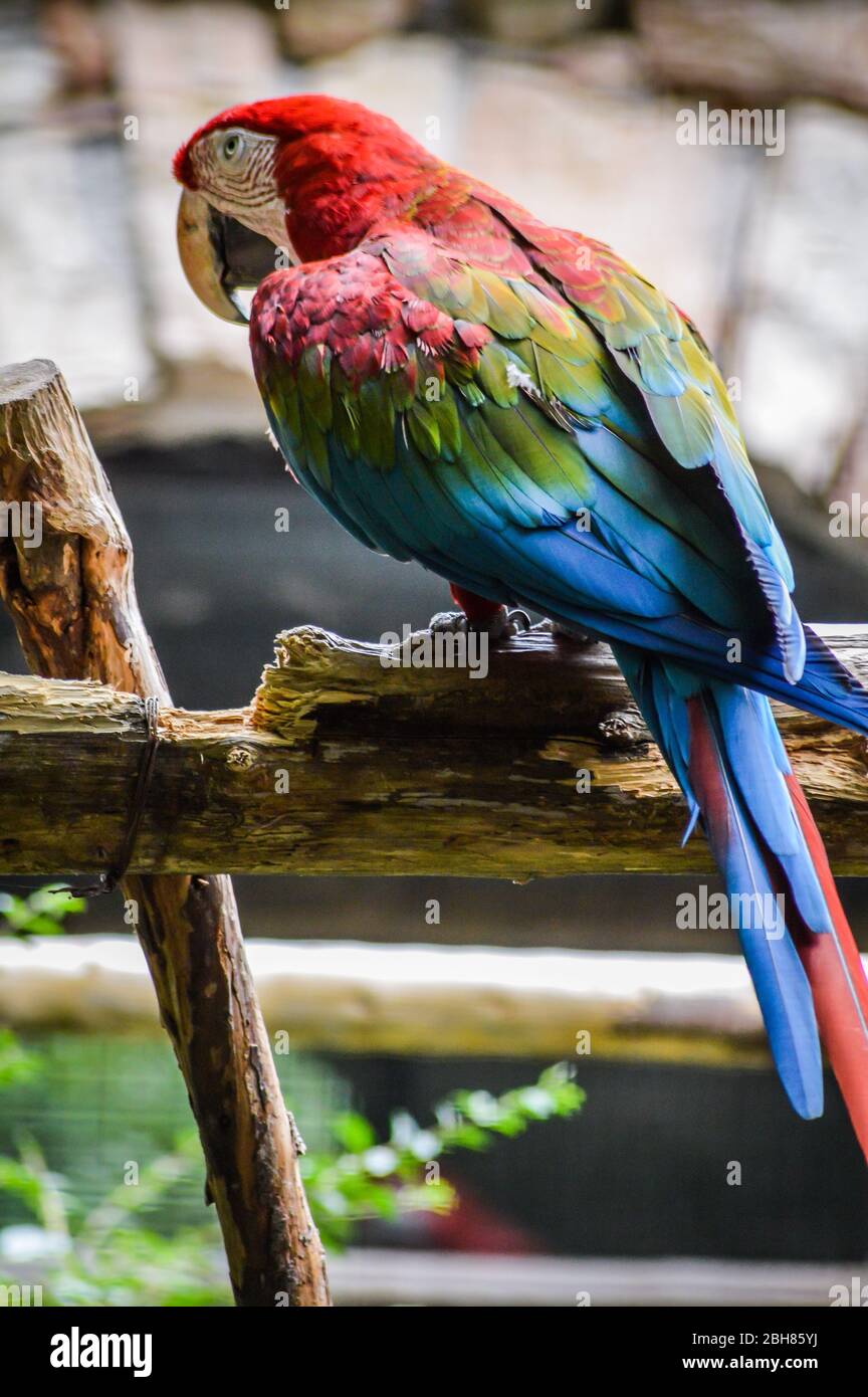 Ritratto di profilo verde-winged macaw (Ara chloroptera) appollaiato sul ramo Foto Stock