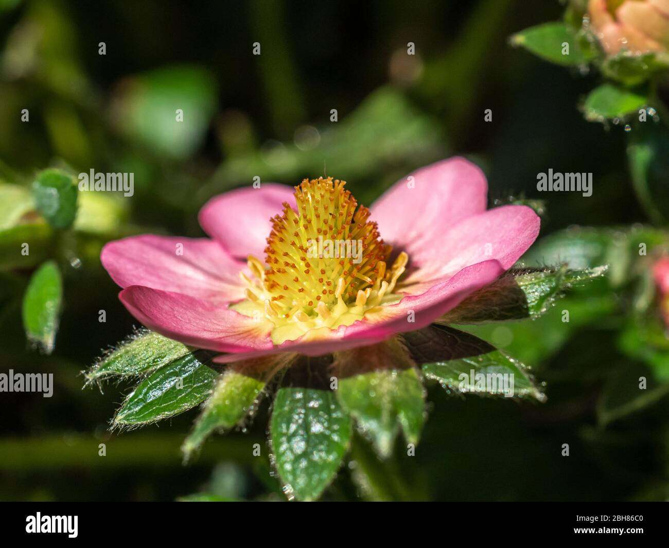 Primo piano di un bel fiore rosa su una pianta di fragola, varietà appena aggiungere crema Foto Stock
