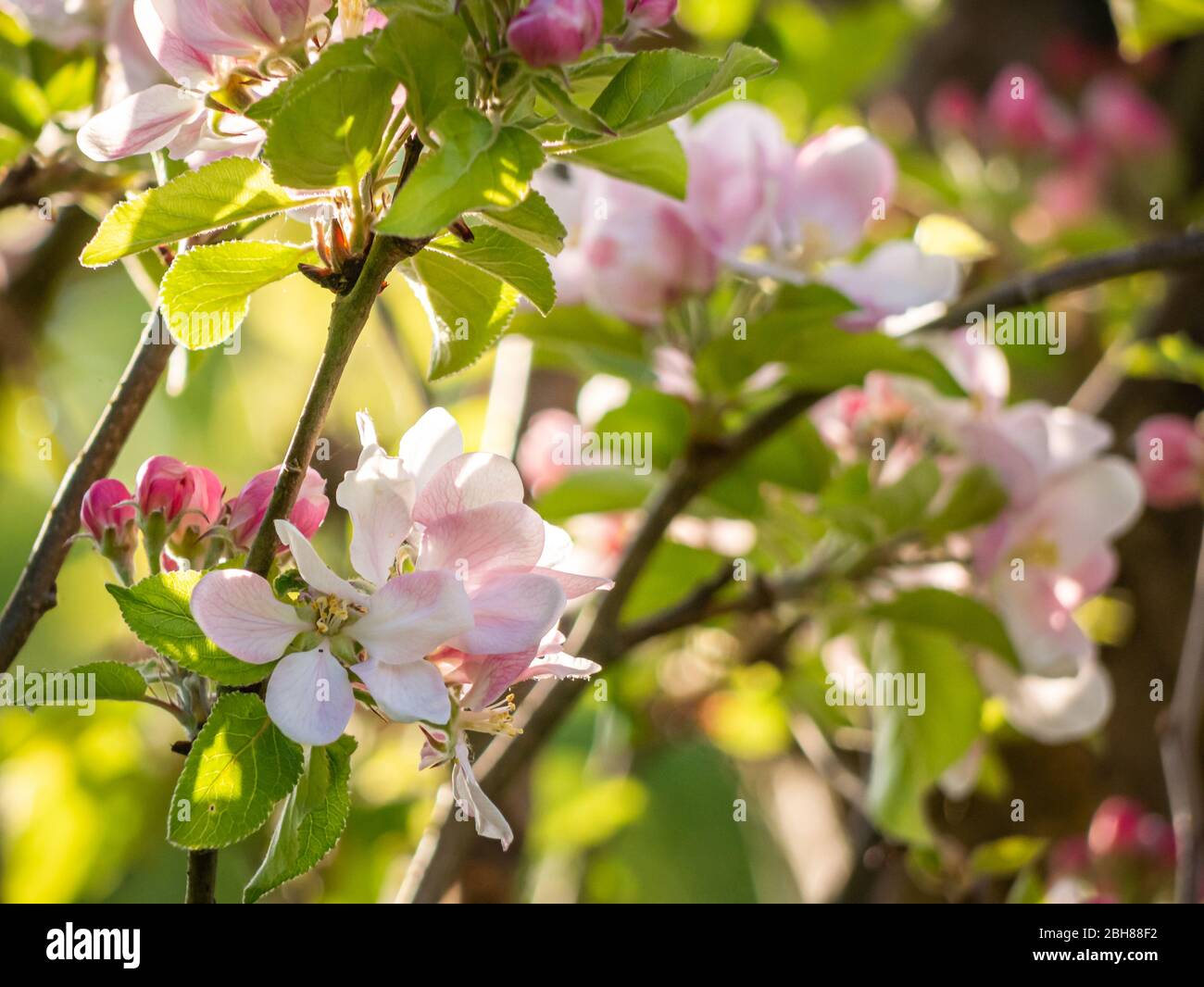 La mela fiorisce al sole di prima mattina Foto Stock