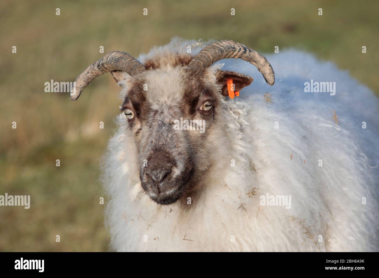 Pecore di razza ebreda in Scozia Foto Stock