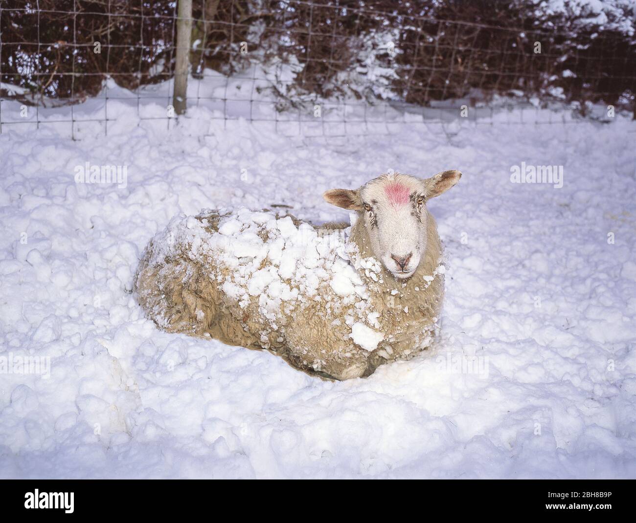 Pecore che riposano nella neve invernale, Gloucestershire, Inghilterra, Regno Unito Foto Stock