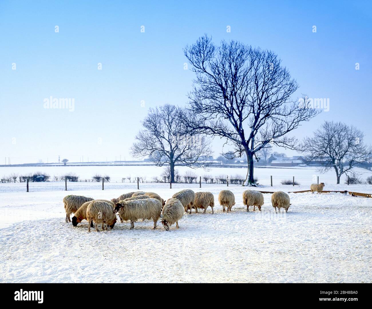 Pecore nella neve invernale, Gloucestershire, Inghilterra, Regno Unito Foto Stock