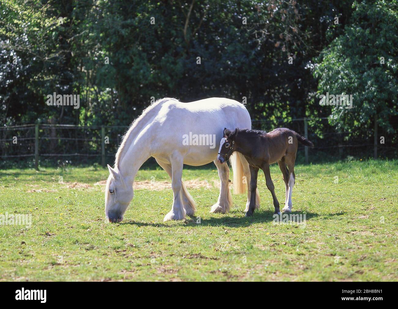 Cavallo e fallo in campo, Warfield, Berkshire, Inghilterra, Regno Unito Foto Stock