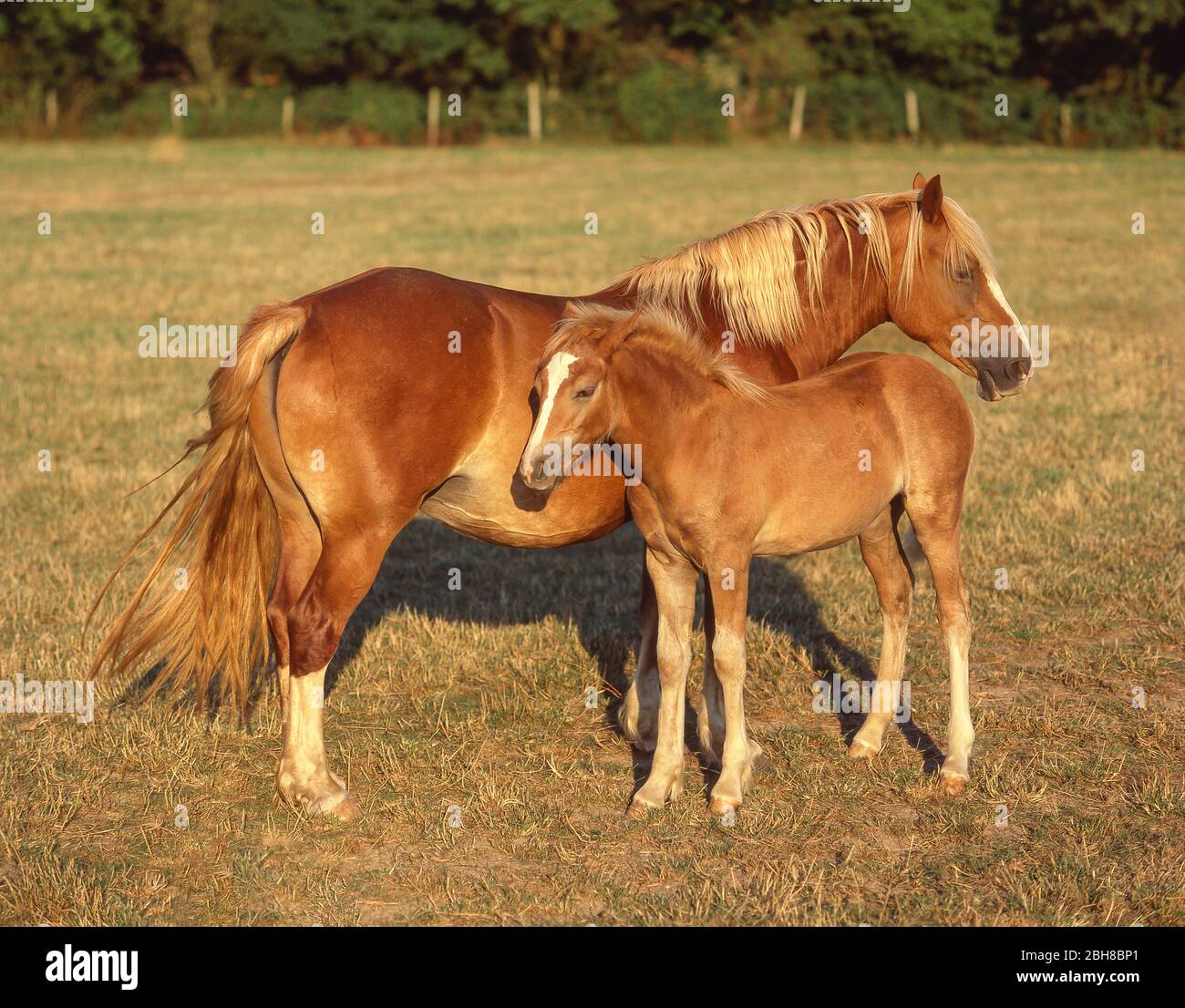Cavallo e fallo in campo, Berkshire, Inghilterra, Regno Unito Foto Stock