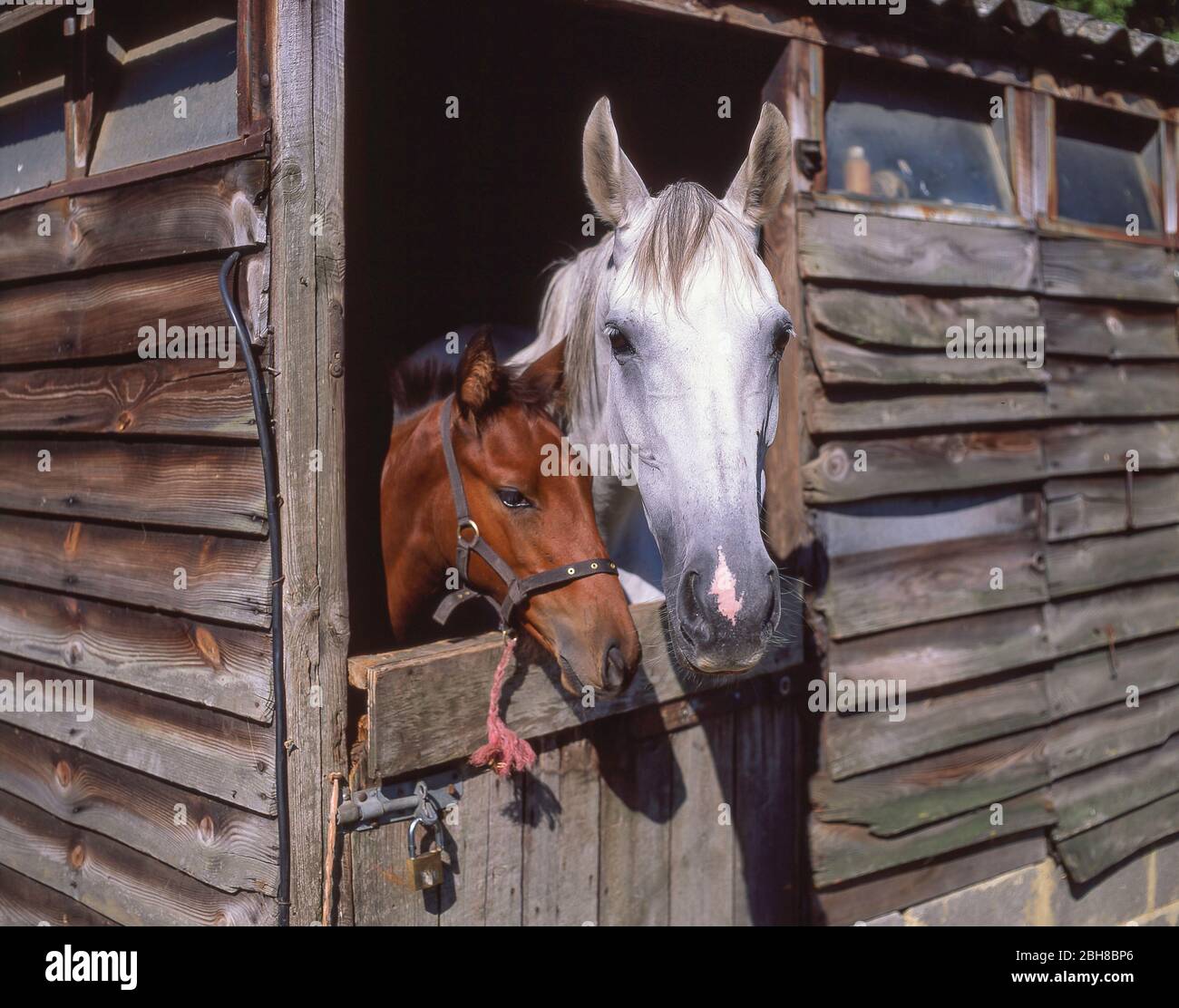 Cavallo e fallo in stalla, Warfield, Berkshire, Inghilterra, Regno Unito Foto Stock