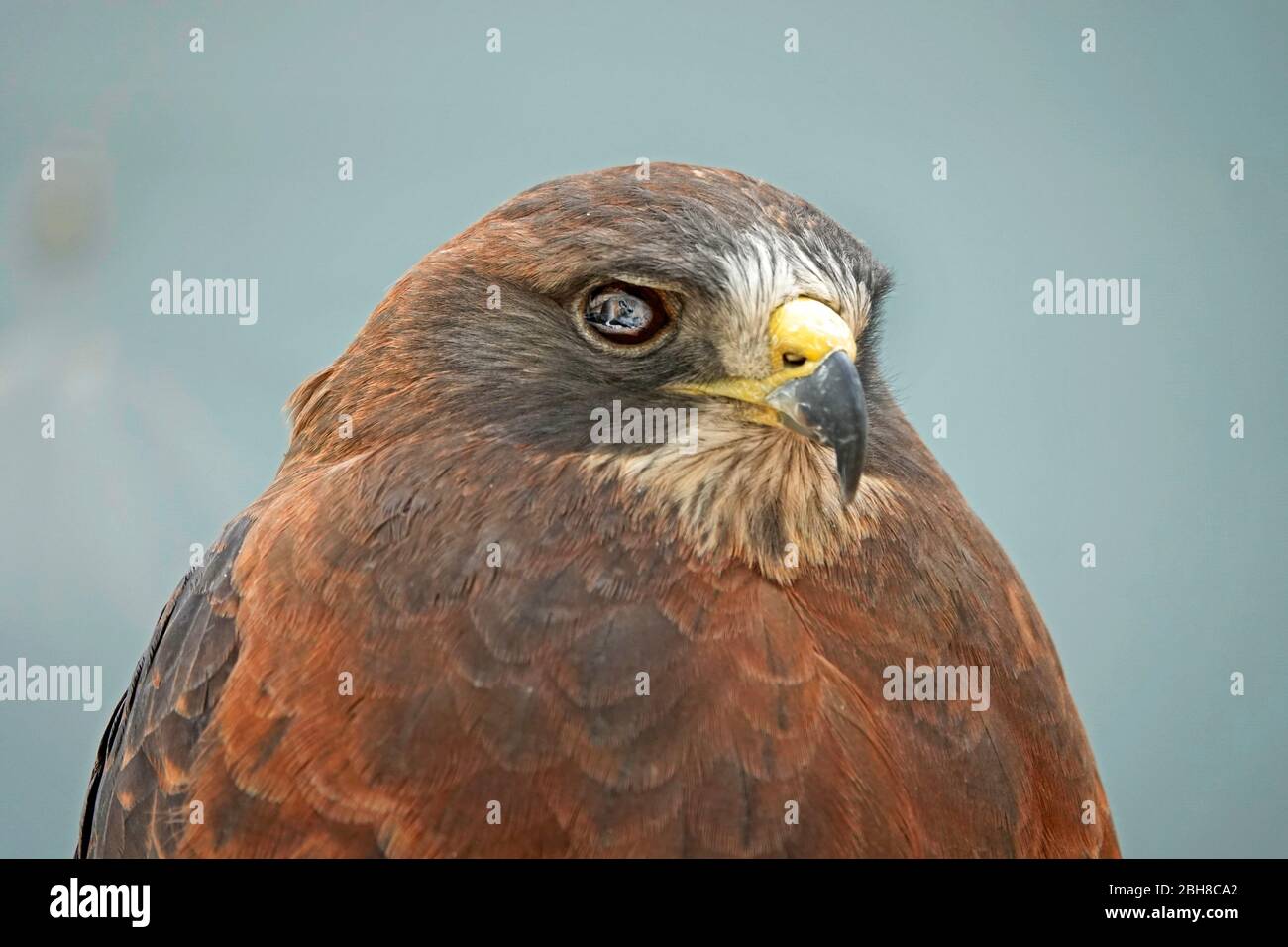 Ritratto di un falco di Swaison, Buteo swainsoni, un grande rapitore trovato in tutti gli stati occidentali. Foto Stock