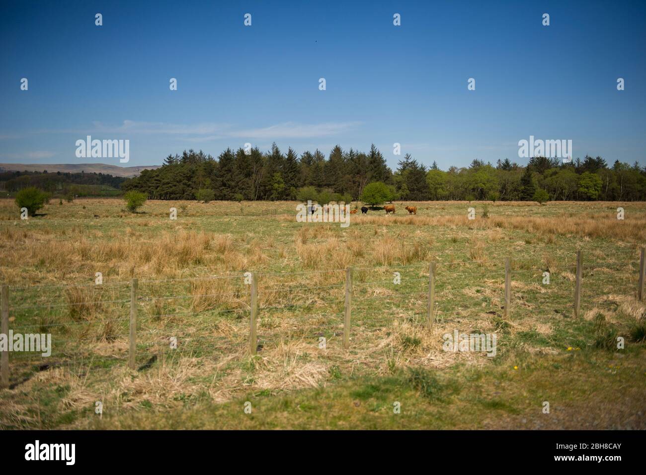 Cumbernauld, Regno Unito. 24 Aprile 2020. Nella foto: Mandria di mucche combattono il calore che si riscalda sotto il sole del pomeriggio, nella campagna scozzese sotto le campane Campsie. Caldo sole pomeridiano in campagna appena fuori Cumbernauld nel Lanarkshire settentrionale. Credit: Colin Fisher/Alamy Live News Foto Stock