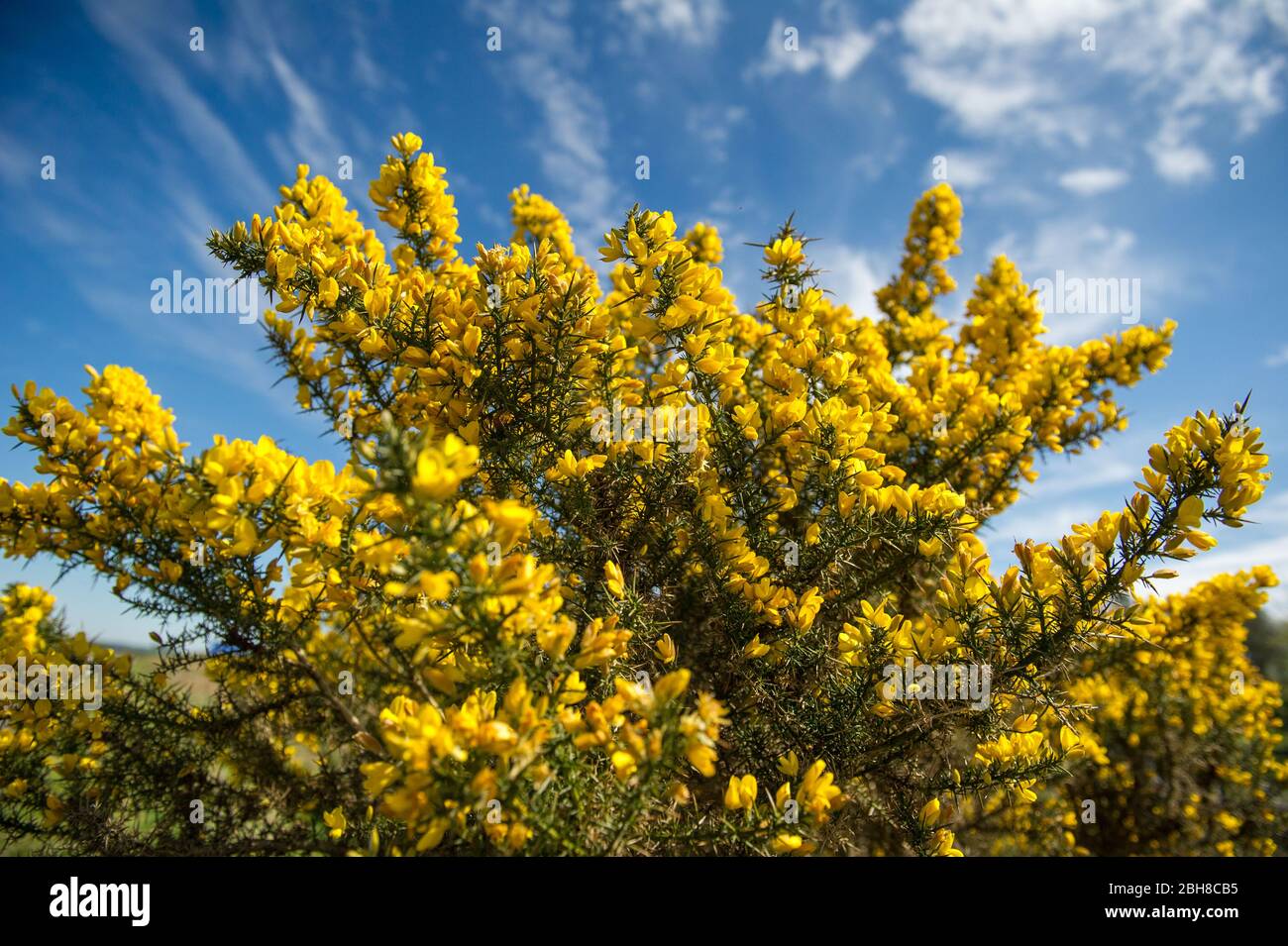 Cumbernauld, Regno Unito. 24 Aprile 2020. Nella foto: I cespugli di gola fioriscono con fiori gialli luminosi che mascherano le spine di gabbia per cui questo arbusto è conosciuto. Caldo sole pomeridiano in campagna appena fuori Cumbernauld nel Lanarkshire settentrionale. Credit: Colin Fisher/Alamy Live News Foto Stock