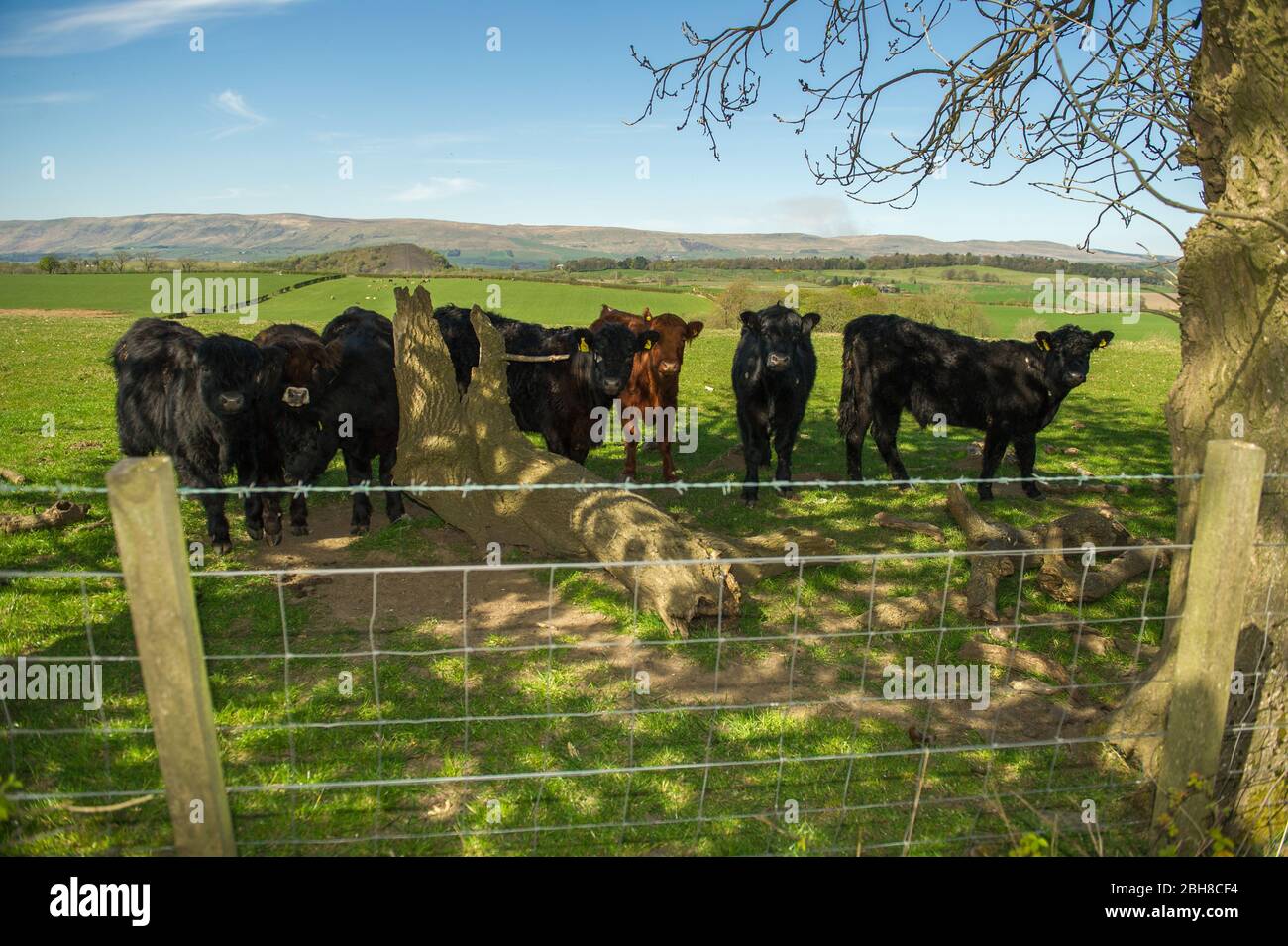 Cumbernauld, Regno Unito. 24 Aprile 2020. Nella foto: Le giovani mucche si rifugiano sotto un albero dal sole che si sprona al pomeriggio. Caldo sole pomeridiano in campagna appena fuori Cumbernauld nel Lanarkshire settentrionale. Credit: Colin Fisher/Alamy Live News Foto Stock
