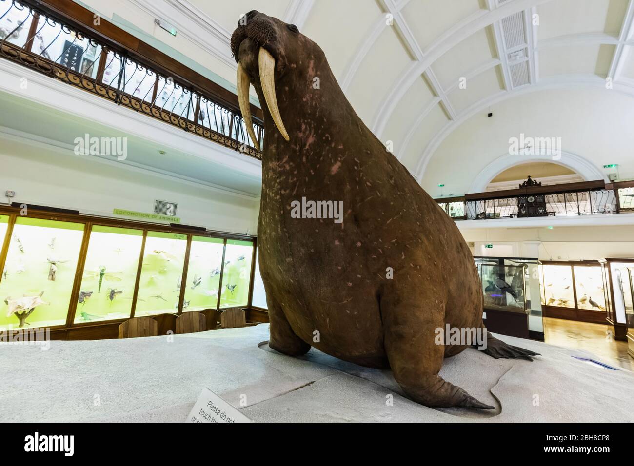 Inghilterra, Londra, Forest Hill, Horniman Museum, l'Horniman Tricheco ! Foto Stock