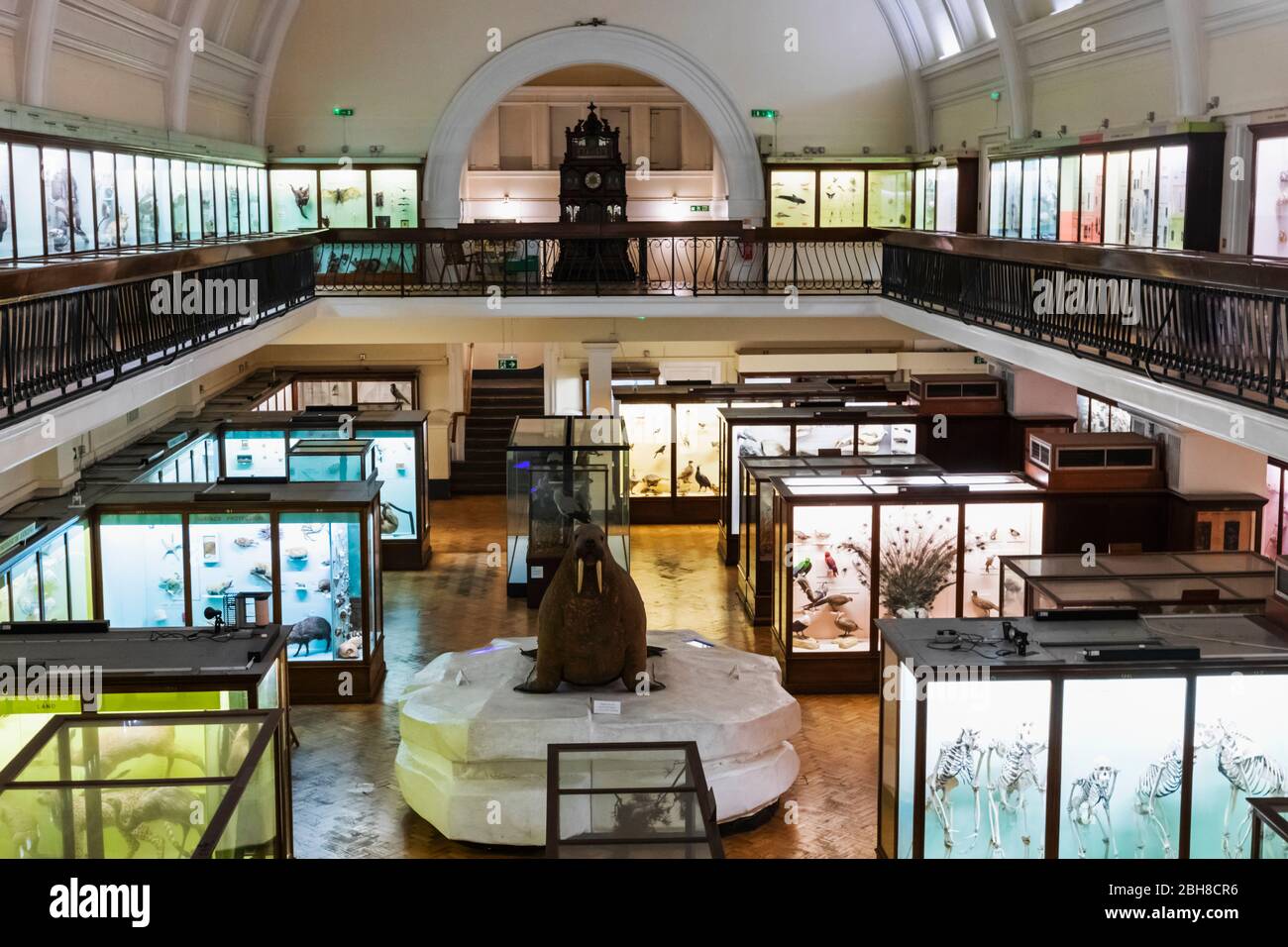 Inghilterra, Londra, Forest Hill, Horniman Museum, vista interna Foto Stock