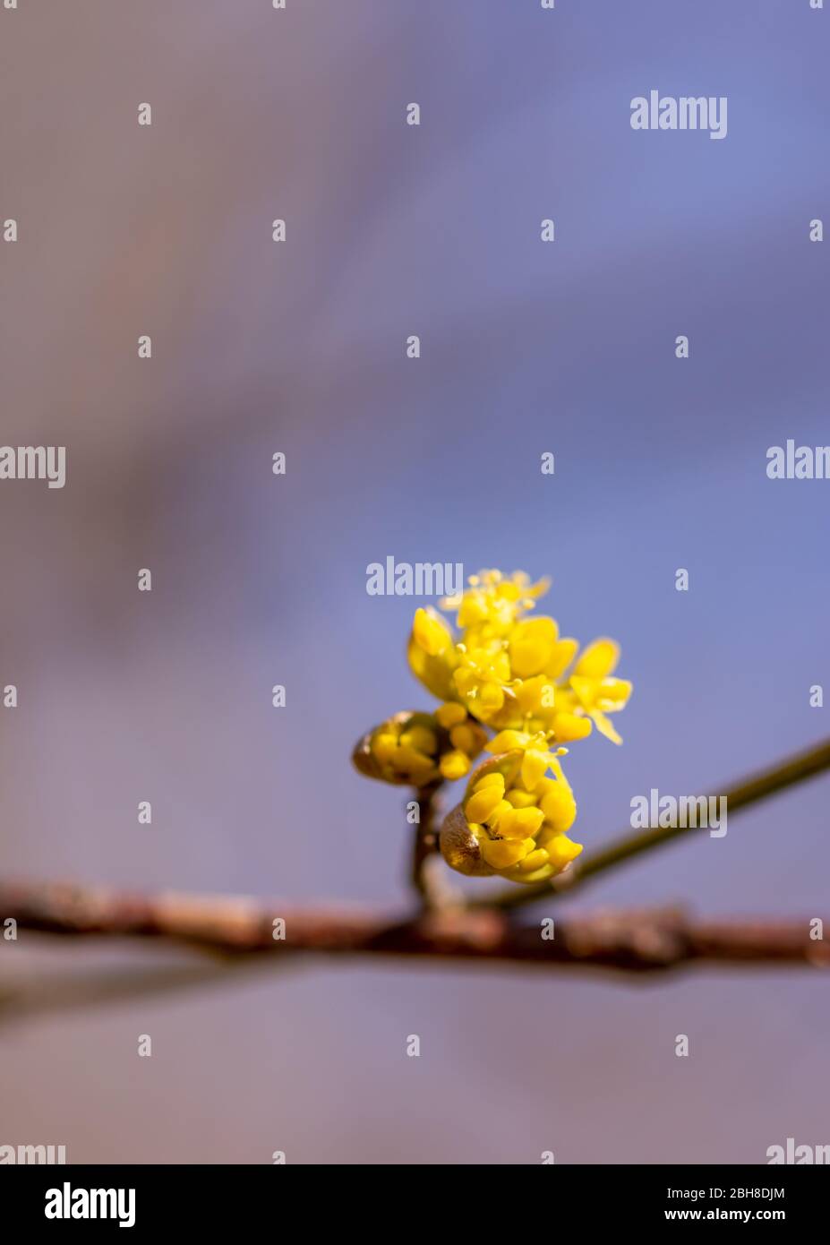 Piccoli fiori gialli di Cornelia mas o Ciliegio Corneliano, cornel europeo, dogwood. Piante da fiore nelle cornacee di dogwood. Foto Stock