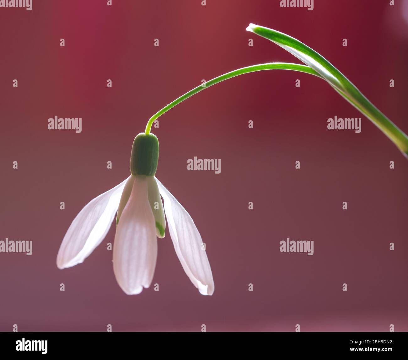 Galanthus nivalis, la rana o la rana di neve comune con lo sfondo colorato. Foto Stock