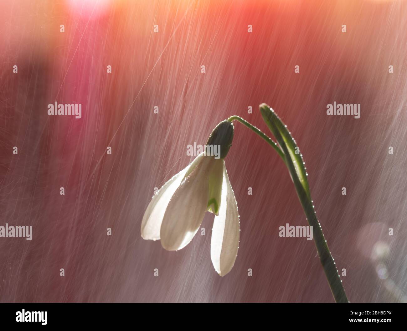 Galanthus nivalis, la rana o la rana di neve comune con lo sfondo colorato. Foto Stock