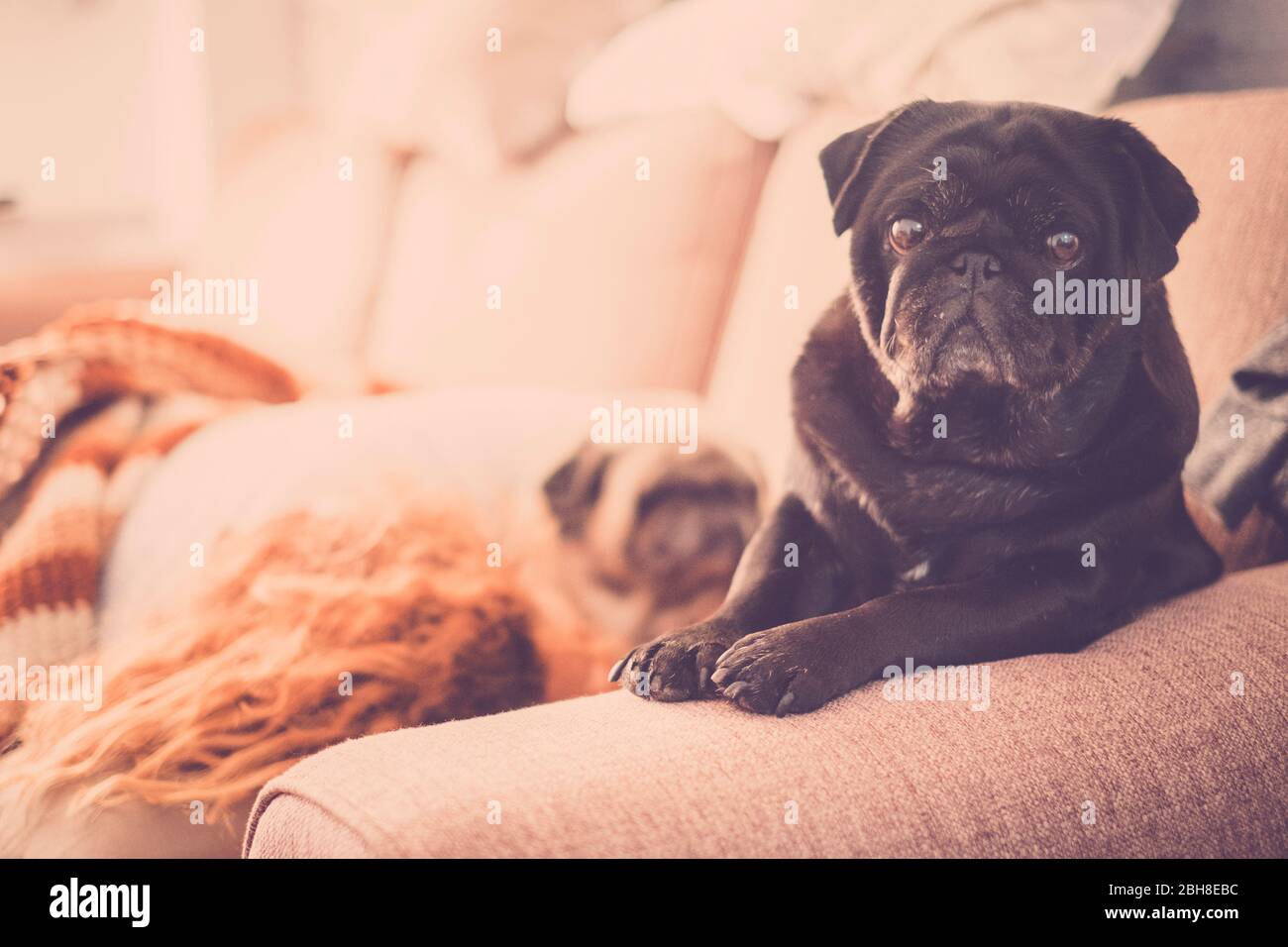 mattina a casa con due cani pug bella dormire vicino al suo proprietario bella capelli ricci donna. cucciolo nero guardare la macchina fotografica per vedere e infine proteggere la signora proprietario con amore Foto Stock
